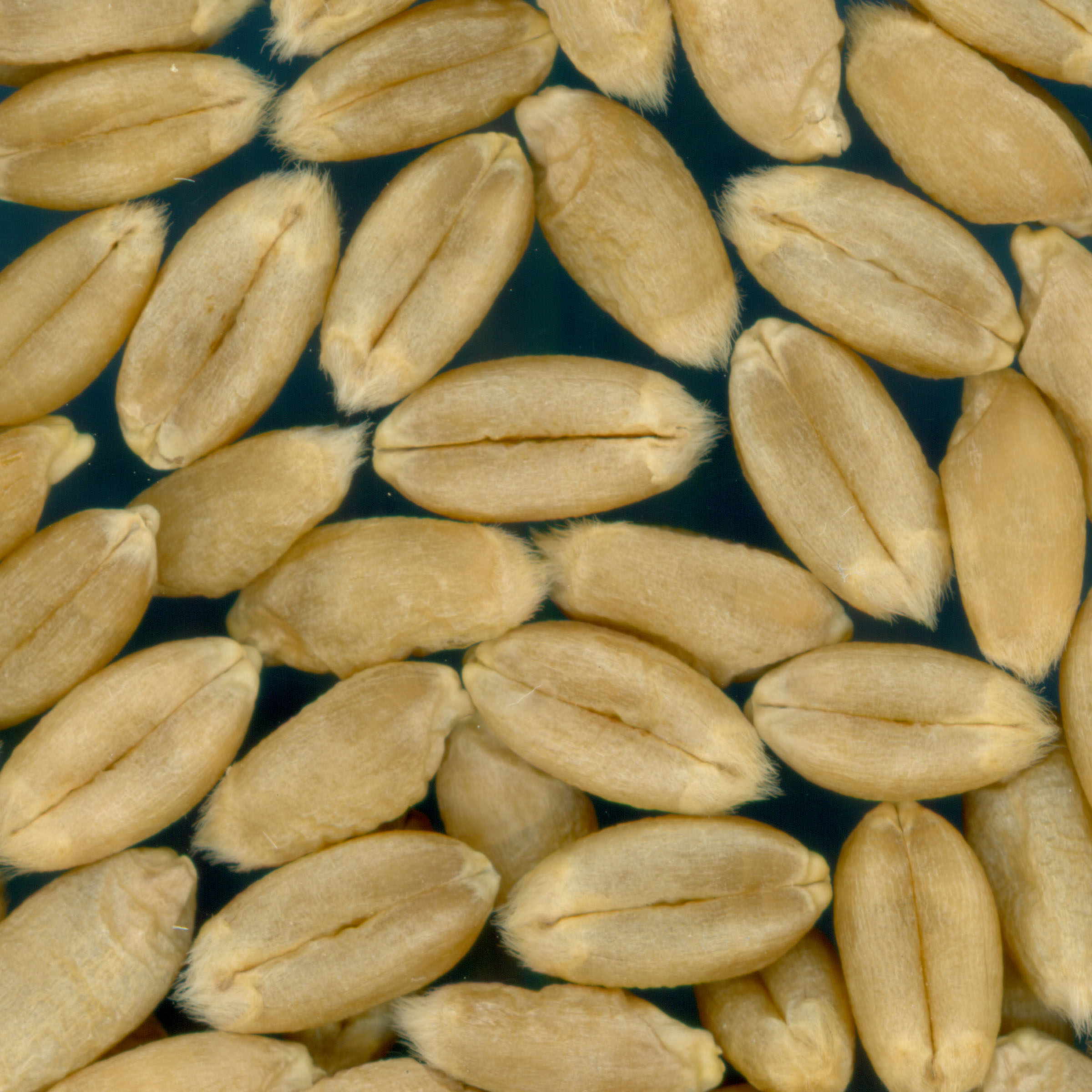 KERNELS